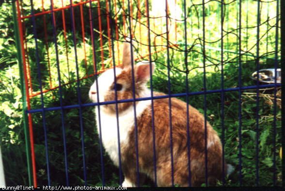 Photo de Lapin