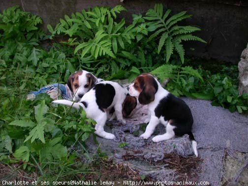 Photo de Beagle