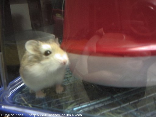 Photo de Hamster