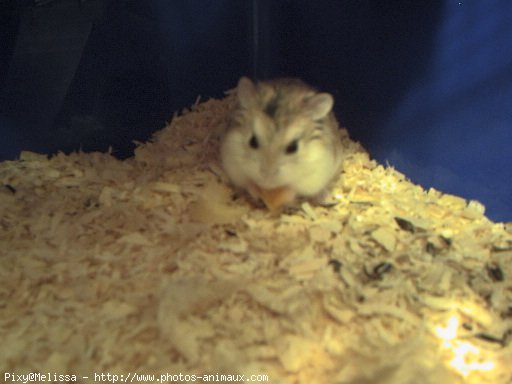 Photo de Hamster