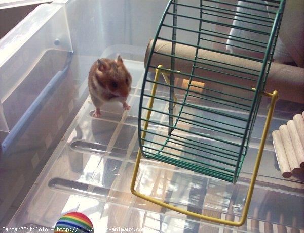 Photo de Hamster