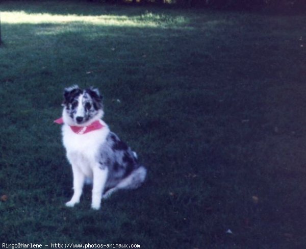 Photo de Chien de berger des shetland