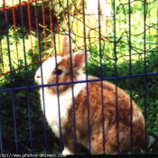 Photo de Lapin