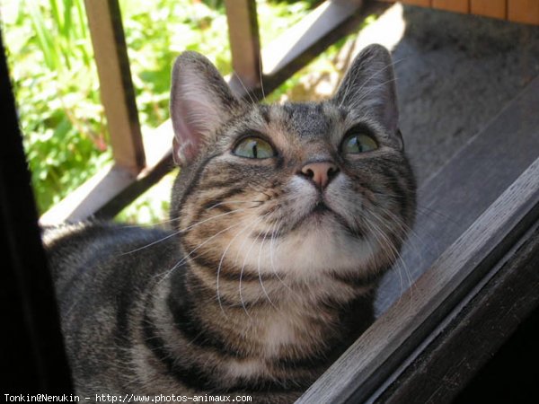 Photo de Chat domestique