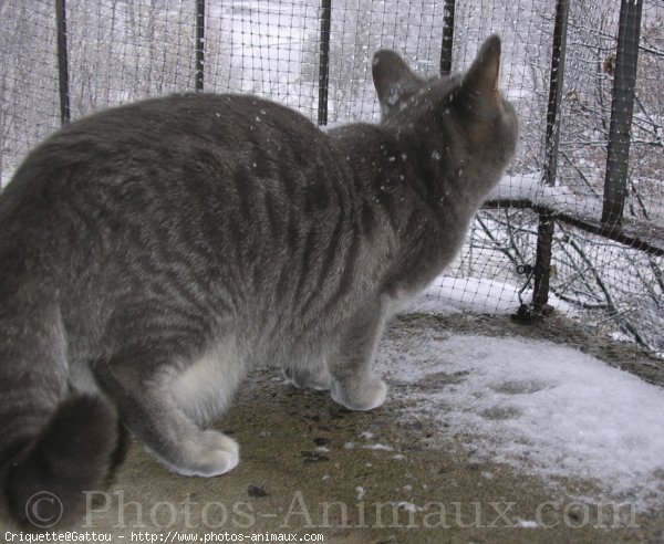 Photo de Chat domestique