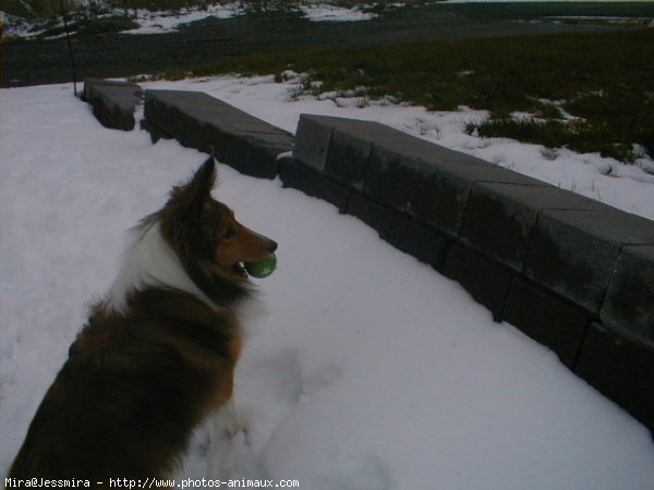 Photo de Chien de berger des shetland