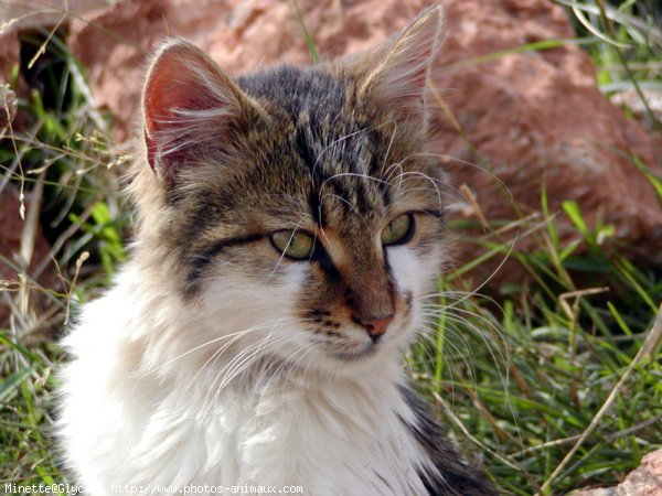 Photo de Chat domestique