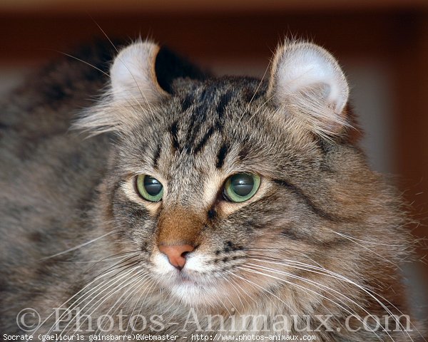 Photo d'American curl poil long