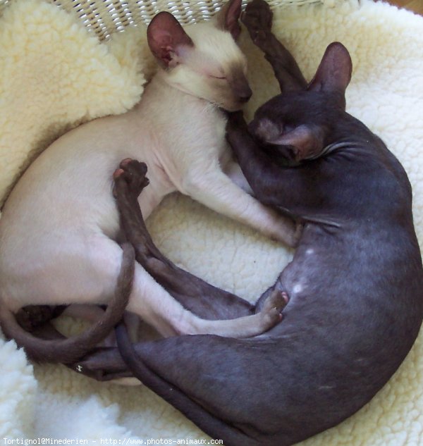 Photo de Cornish rex