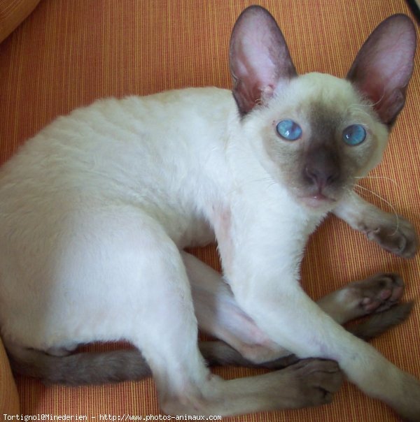 Photo de Cornish rex