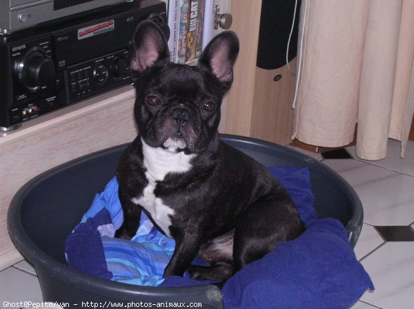 Photo de Bouledogue franais