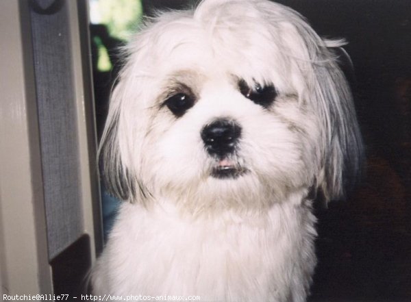 Photo de Shih tzu