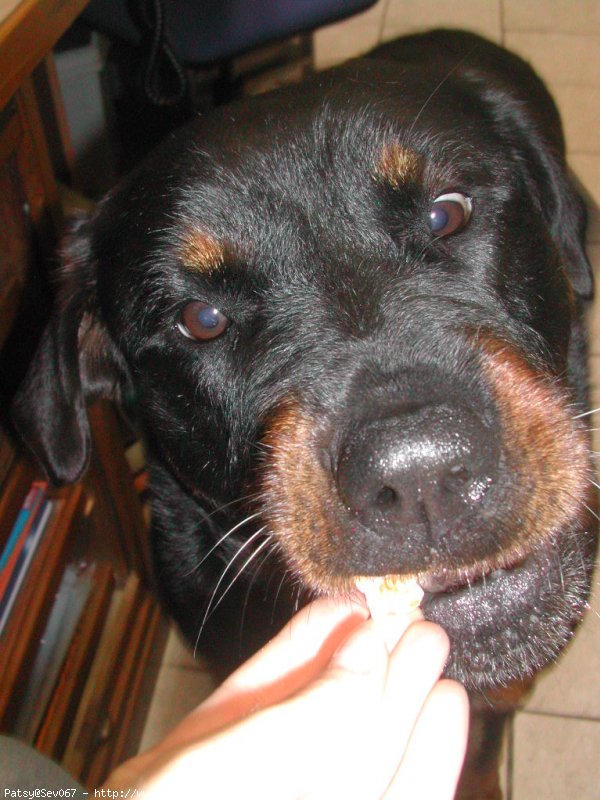 Photo de Rottweiler