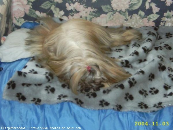 Photo de Shih tzu