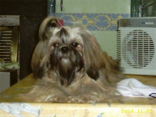 Photo de Shih tzu