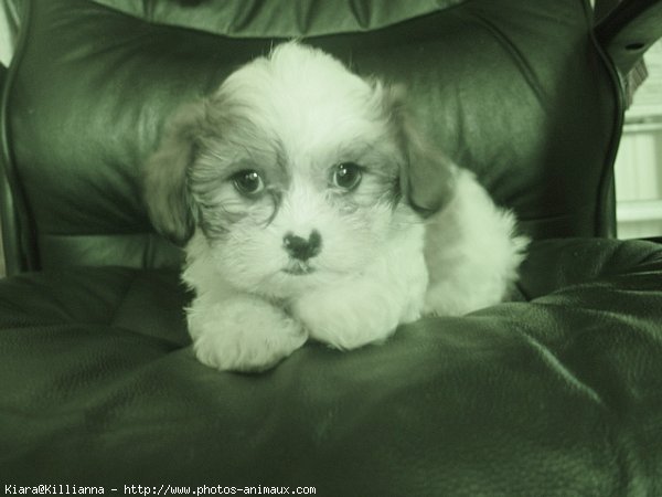 Photo de Shih tzu