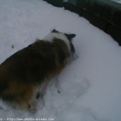 Photo de Chien de berger des shetland