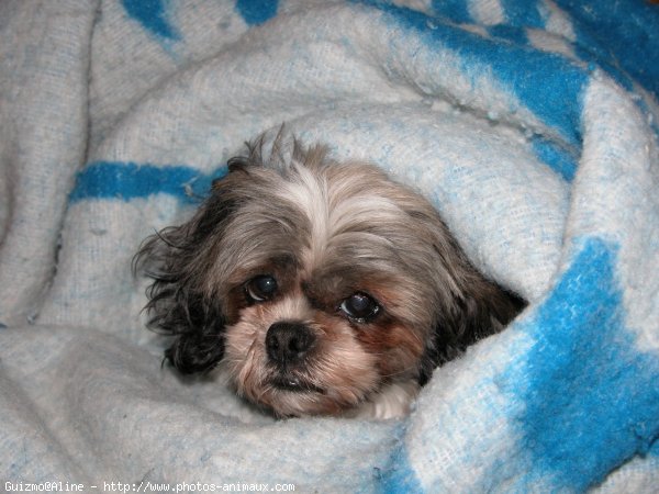 Photo de Shih tzu