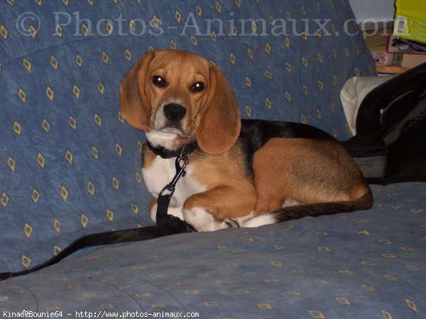 Photo de Beagle