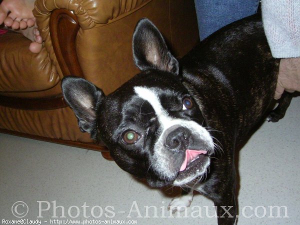 Photo de Boston terrier