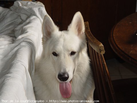 Photo de Berger blanc suisse