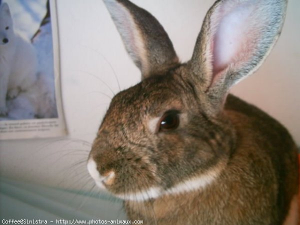 Photo de Lapin