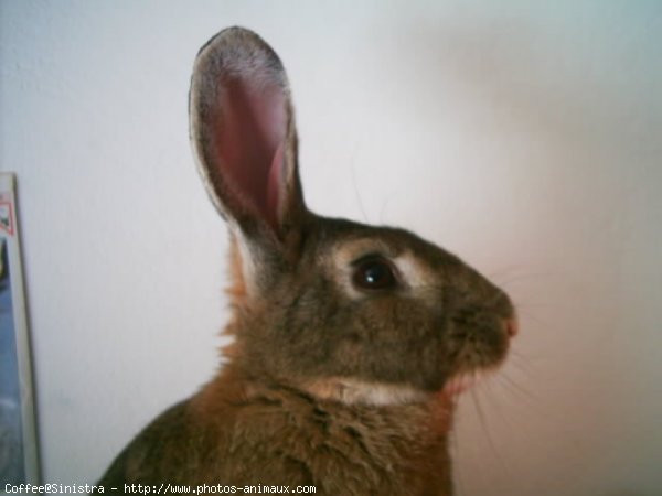 Photo de Lapin