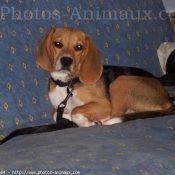 Photo de Beagle