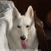 Photo de Berger blanc suisse