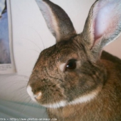 Photo de Lapin