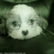 Photo de Shih tzu