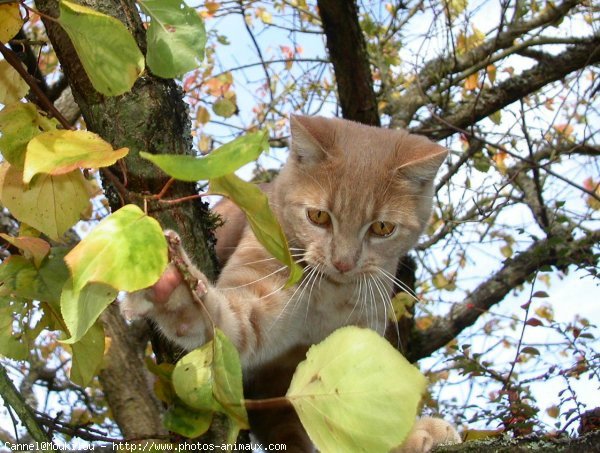 Photo de Chat domestique