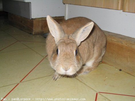 Photo de Lapin