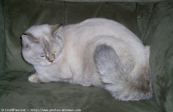 Photo de British shorthair