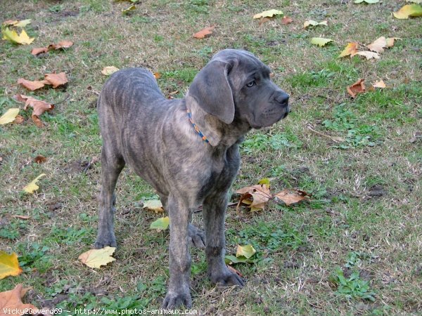 Photo de Chien de cour italien