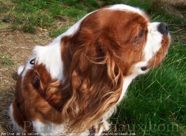 Photo de Cavalier king charles spaniel