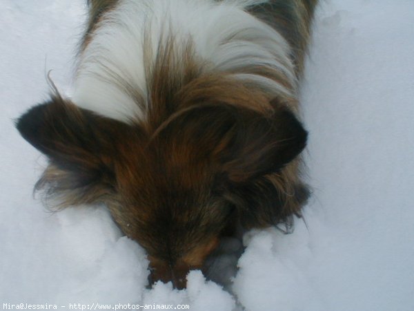 Photo de Chien de berger des shetland