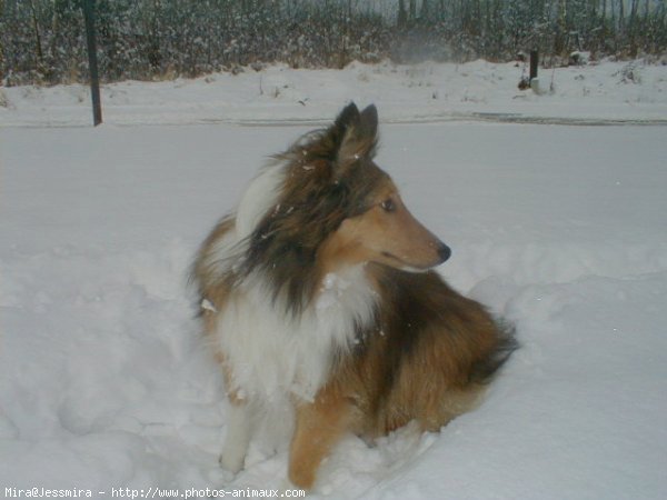 Photo de Chien de berger des shetland