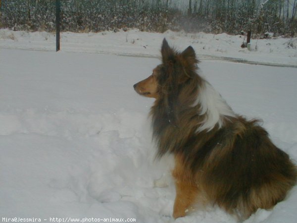 Photo de Chien de berger des shetland