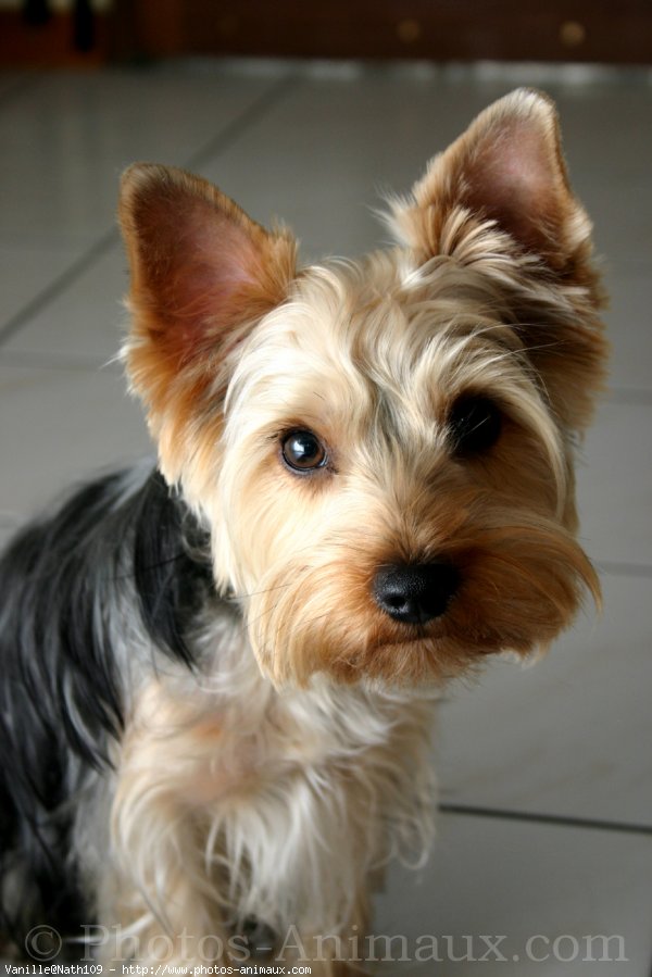 Photo de Yorkshire terrier