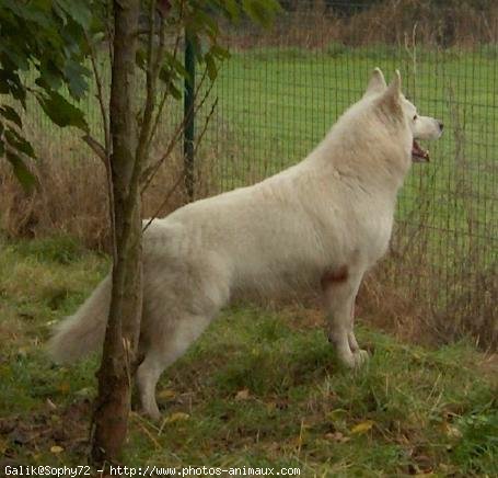 Photo de Berger blanc suisse