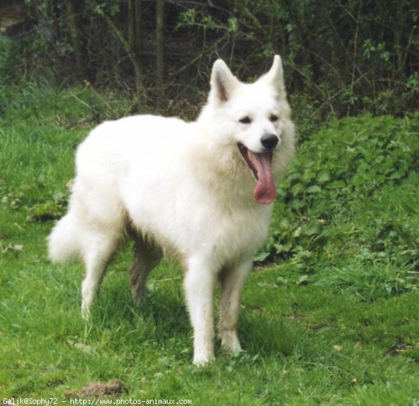 Photo de Berger blanc suisse