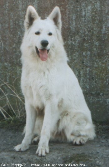 Photo de Berger blanc suisse