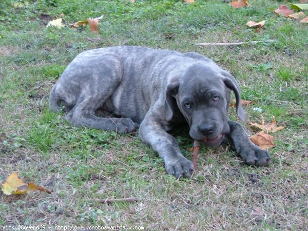 Photo de Chien de cour italien