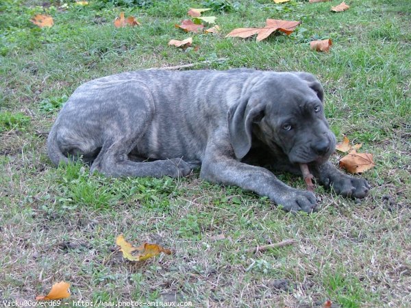 Photo de Chien de cour italien