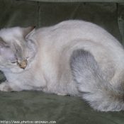 Photo de British shorthair