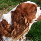 Photo de Cavalier king charles spaniel