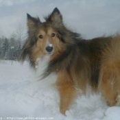 Photo de Chien de berger des shetland