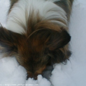 Photo de Chien de berger des shetland