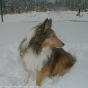 Photo de Chien de berger des shetland